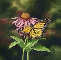 Coneflower of Choice 2 Fine Art Print