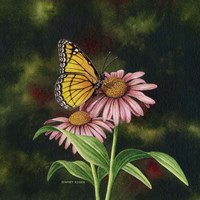 Coneflower of Choice 1 Fine Art Print