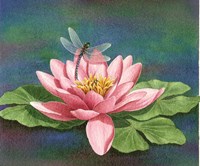 Dragonlily Fine Art Print