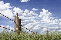 King of the Field Fine Art Print