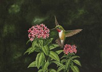 Choice Pentas II Fine Art Print