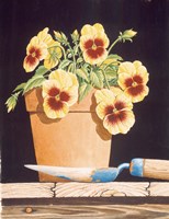 Potted Pansies Fine Art Print