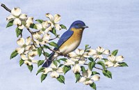 Carolina Blue Fine Art Print