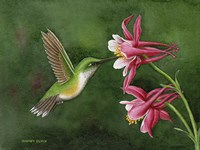 Lady's Choice Fine Art Print