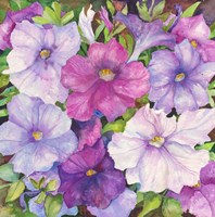 Petunias Fine Art Print