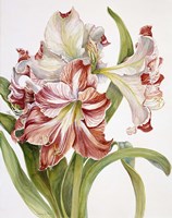 Red And White Amaryllis Fine Art Print