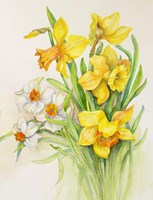 Daffodils- Springs Calling Card Fine Art Print