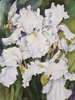 White Iris Fine Art Print