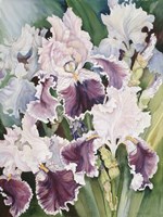 Ruffled Burgundy Iris' Fine Art Print