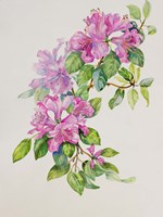 Pink Azaleas Fine Art Print