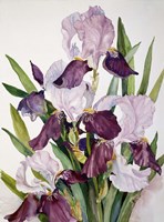 Pink & Maroon Iris Fine Art Print