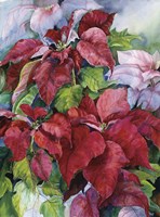 Pointesettia Fine Art Print