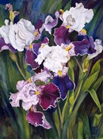 Wind Blown Iris Fine Art Print
