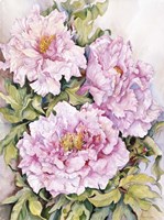 Peonies 2 Fine Art Print