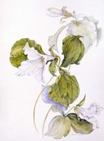 White Trillium Fine Art Print