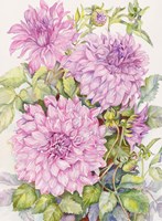 Lavender Dahlias Fine Art Print