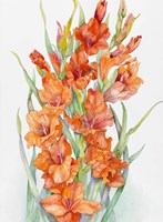 Hot Orange Gladiolus Fine Art Print