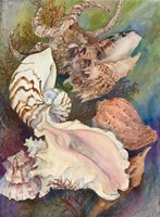 Collected Shells Fine Art Print
