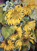 Cascading Sunflowers Fine Art Print