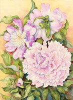 Spring Peony Fine Art Print