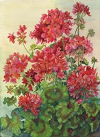 Geraniums Fine Art Print