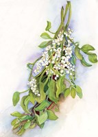 Mistletoe Fine Art Print