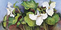 Woodland Trillium A Fine Art Print
