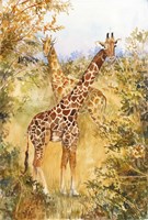 Giraffes Fine Art Print