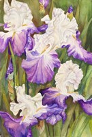 Lavender Iris Fine Art Print