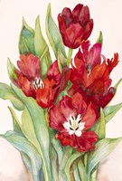 Tulips Opening Up Fine Art Print