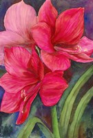 Betty's Amaryllis Fine Art Print