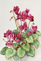 Red Cyclamen Fine Art Print