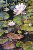Water Lilies Fine Art Print