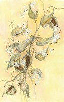 Milkweed Fine Art Print