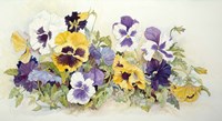 Pansies In Yellow- Purple Fine Art Print