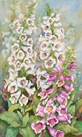 Foxglove Spears Fine Art Print