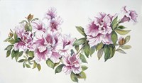 Pink Azaleas Fine Art Print