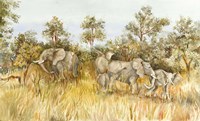 African Elephant Fine Art Print