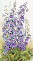 Delphinium Cluster Fine Art Print