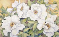 Peonies Dressed In White Fine Art Print