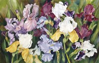 Multi Colored Field Of Iris Fine Art Print