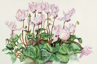Pink Cyclamen Fine Art Print