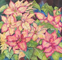 Pink Variegated Poinsettia Fine Art Print