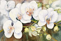 Stem Of Orchids Fine Art Print