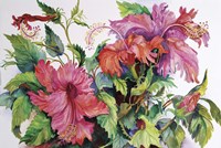 Hibiscus Fine Art Print