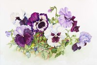 White and Purple Pansies II Fine Art Print