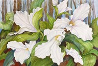 Woodland Trillium Fine Art Print
