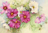 Pink and White Cosmos Fine Art Print