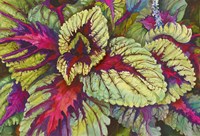 Coleus Fine Art Print