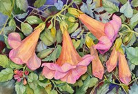 Trumpet Vine Fine Art Print